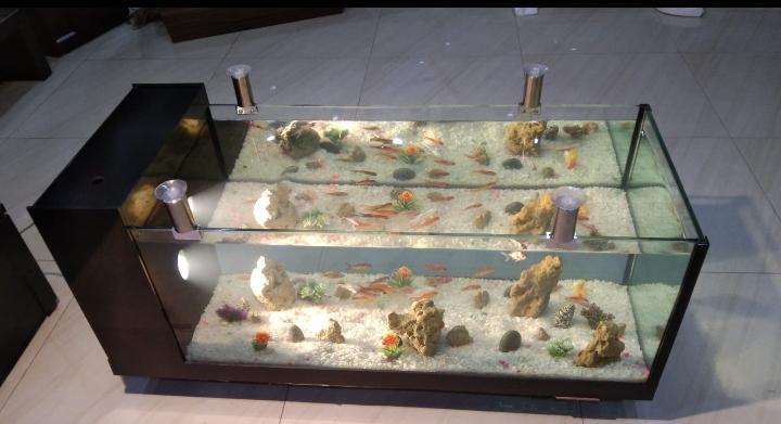 Coffee table aquarium in Cantonment - Image 3