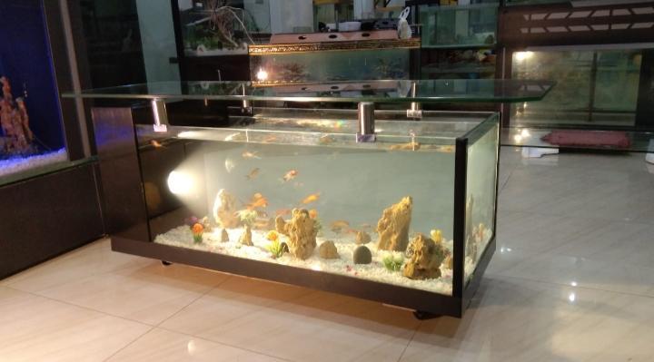 Coffee table aquarium in Cantonment - Image 7