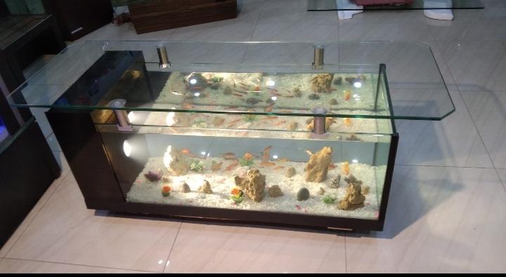 Coffee table aquarium in Cantonment - Image 8