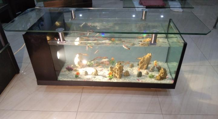Coffee table aquarium in Cantonment - Image 9