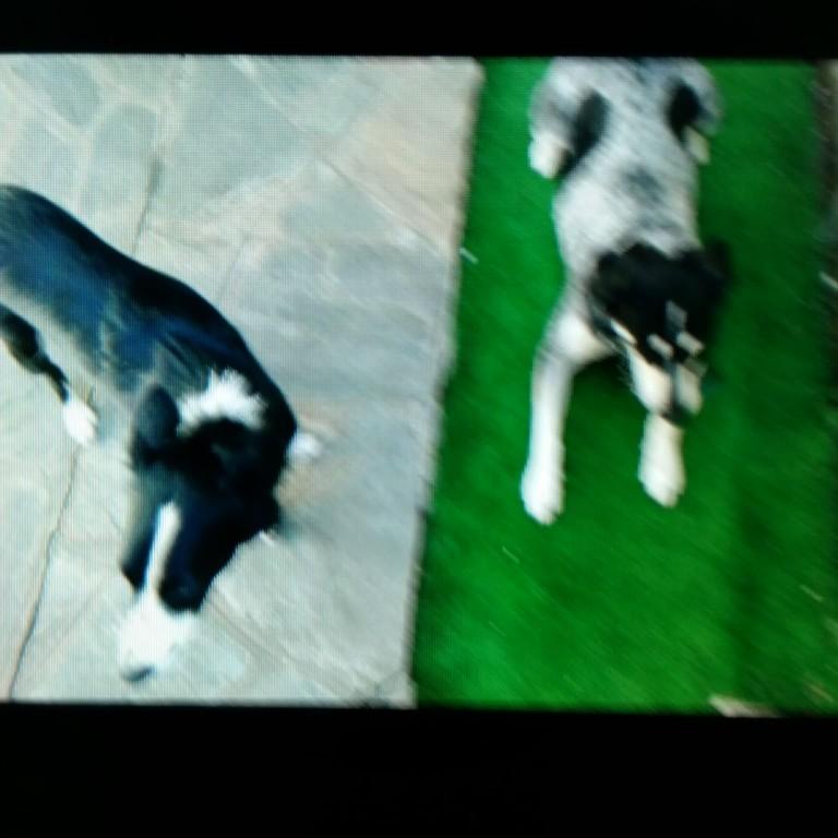 PASEO PERROS VILLA ADELINA en Beccar - Imagen 2