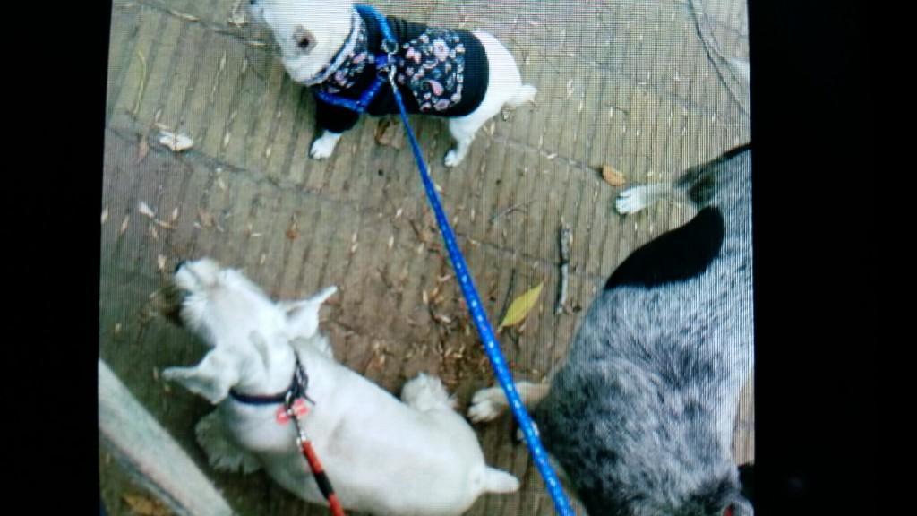 PASEO PERROS VILLA ADELINA en Beccar - Imagen 3