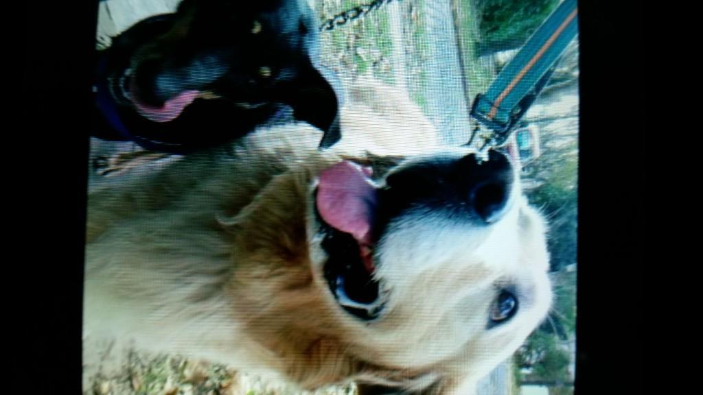 PASEO PERROS VILLA ADELINA en Beccar - Imagen 4