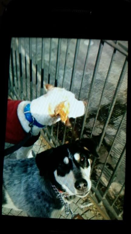 PASEO PERROS VILLA ADELINA en Beccar - Imagen 5