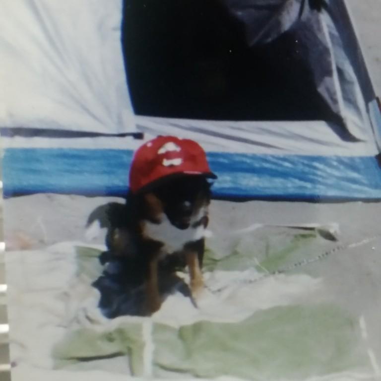 PASEO PERROS VILLA ADELINA en Beccar - Imagen 8