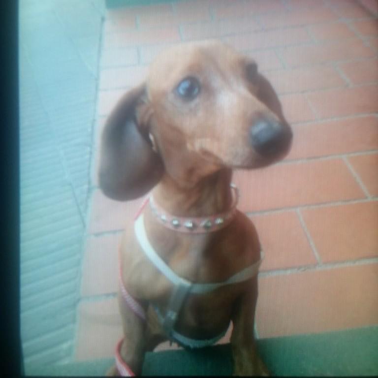 PASEO PERROS VILLA ADELINA en Beccar - Imagen 9