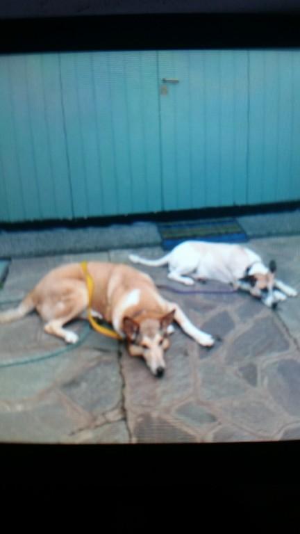 PASEO PERROS VILLA ADELINA en Beccar - Imagen 11