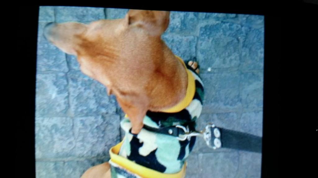 PASEO PERROS VILLA ADELINA en Beccar - Imagen 12