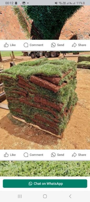 Go Instant lawn in Randburg - Image 2