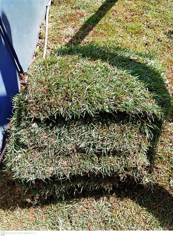Go Instant lawn in Randburg - Image 5