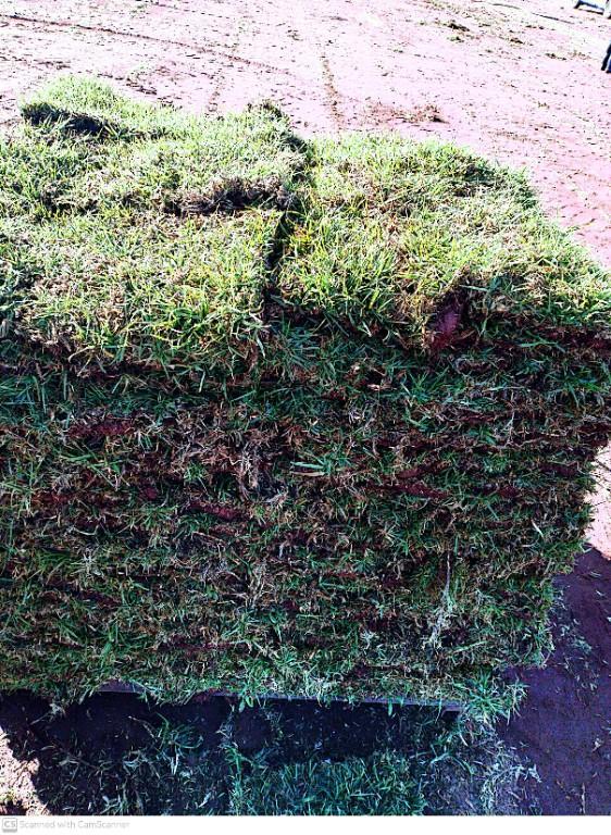 Go Instant lawn in Randburg - Image 4