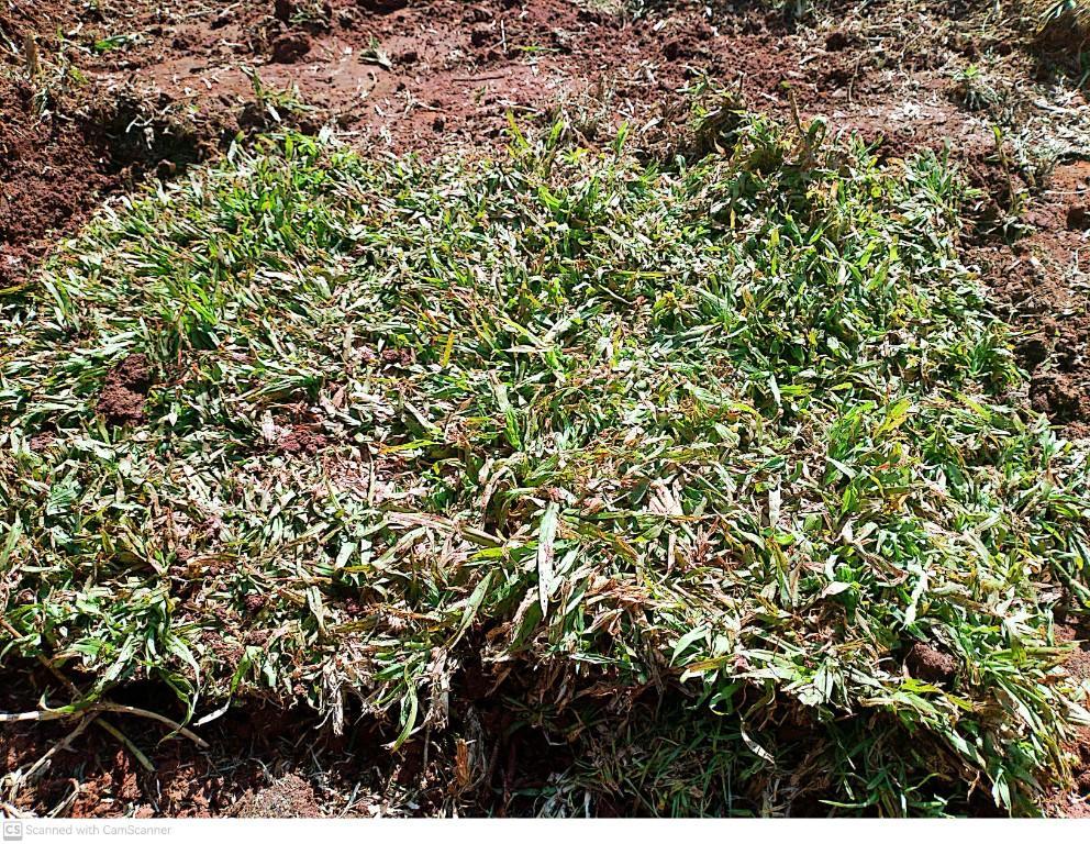 Go Instant lawn in Randburg - Image 6