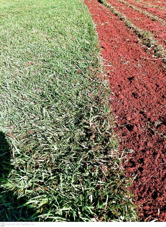 Go Instant lawn in Randburg - Image 7