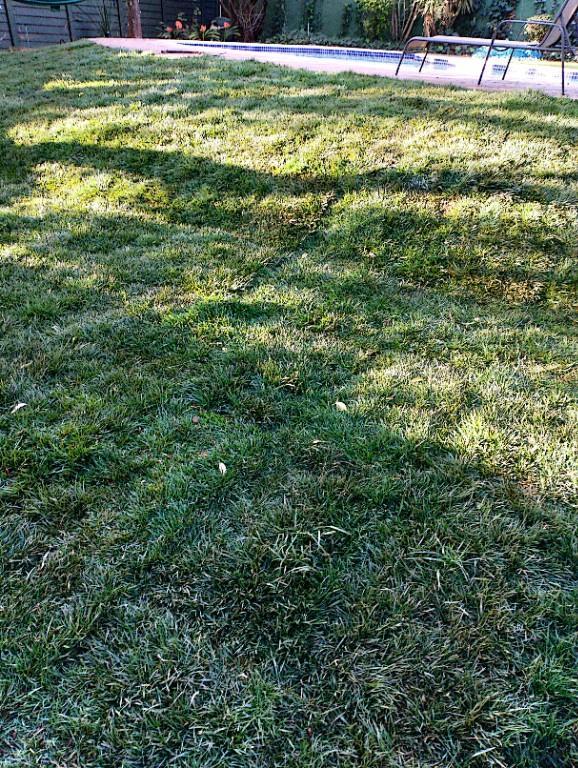 Go Instant lawn in Randburg - Image 8
