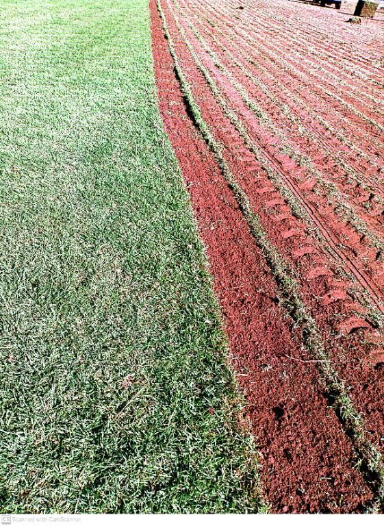 Go Instant lawn in Randburg - Image 10