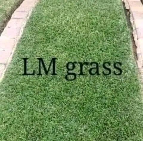 Go Instant lawn in Randburg - Image 12