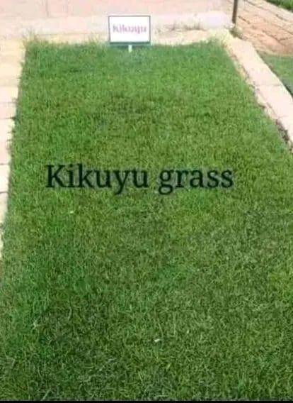 Go Instant lawn in Randburg - Image 15