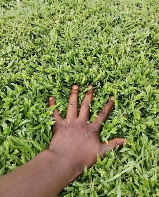 Go Instant lawn in Randburg - Image 11