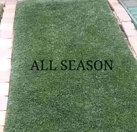 Go Instant lawn in Randburg - Image 16