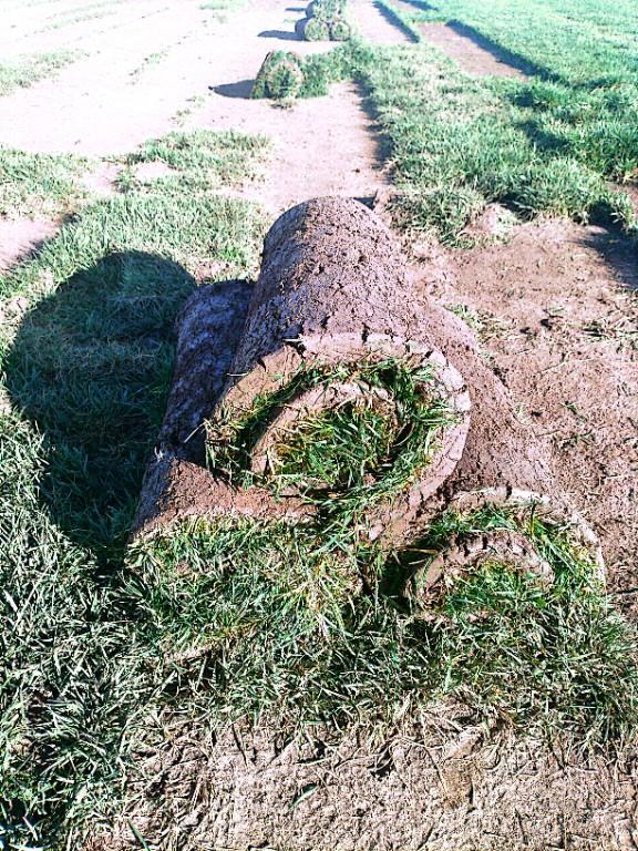 Go Instant lawn in Randburg - Image 20