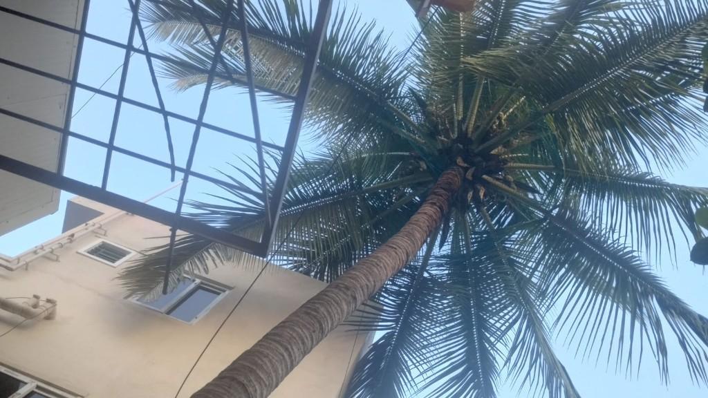 Coconut Tree Net Fixing in Bangalore | Call Menorah CocoNets in Bangalore - Image 2