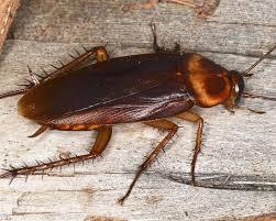 Pest control services in Rozelle - Image 2