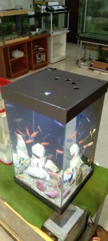 Side table aquarium in Cantonment - Image 7