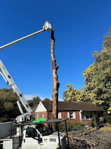 United Tree Care LLC in Washington DC - Image 4