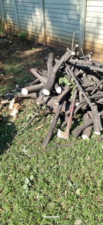 Tree felling Edenvale in Johannesburg - Image 2