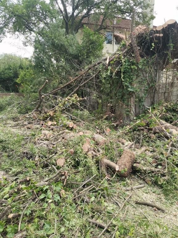 Tree felling Germistone in Boksburg - Image 1