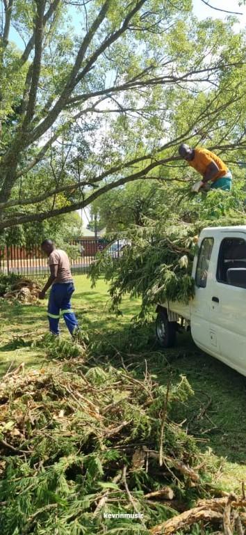 Tree felling Germistone in Boksburg - Image 2