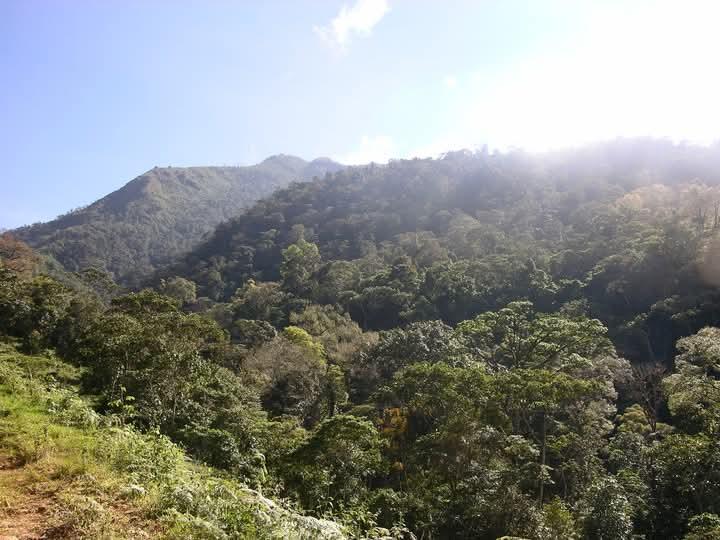 SE VENDEN 95 HECTÁREAS DE BOSQUE PRIMARIO. en Costa Rica - Imagen 3