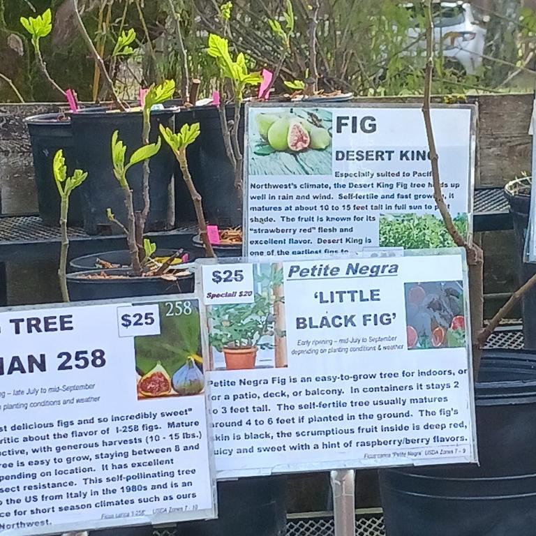 FIG TREES – 4 varieties in Gresham - Image 1