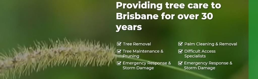 Tree Removal & Lopping Service Brisbane | Stump & Tree Removal in Highgate Hill - Image 2
