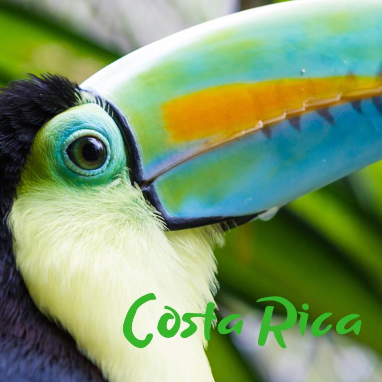 Bolsas ecológicas en Costa Rica en Escazú - Imagen 3