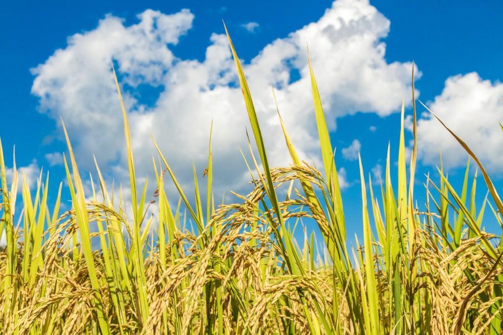Premium Kerala Rice – Buy Directly from Rabbit Mill! in Kishanganj - Image 1