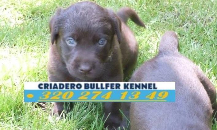ADIESTRAMIENTO CANINO / LABRADOR CHOCOLATE CACHORROS en Colombia - Imagen 3
