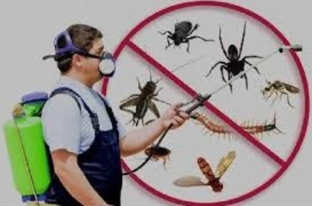 Hanvi Pest Control in Visakhapatnam - Image 1