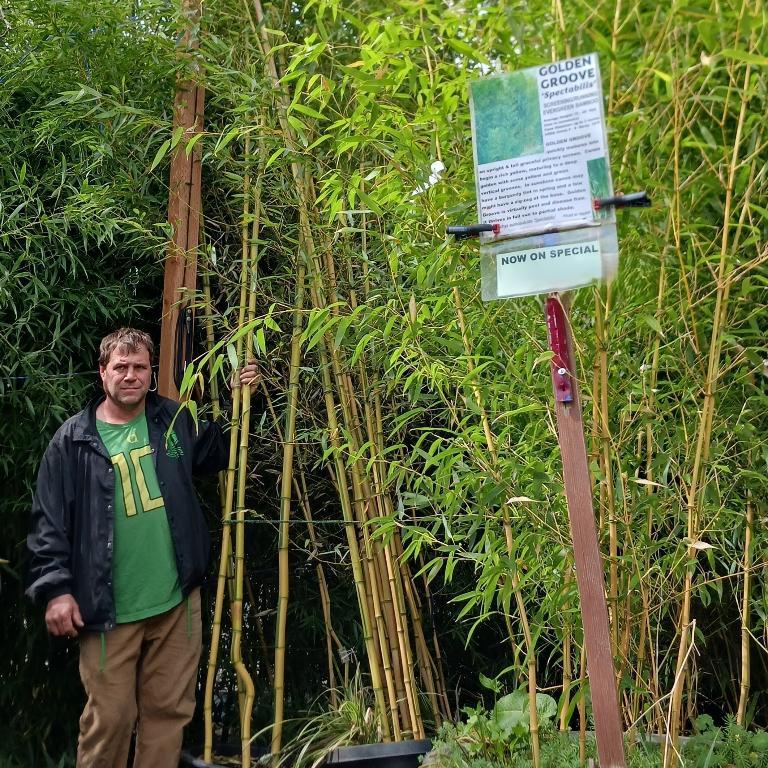 GOLDEN GROOVE BAMBOO SALE! in Gresham - Image 3