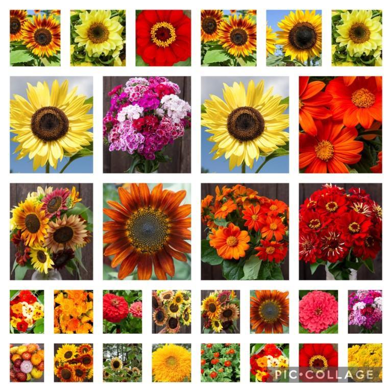 Semillas de flores en Los Minas - Imagen 1