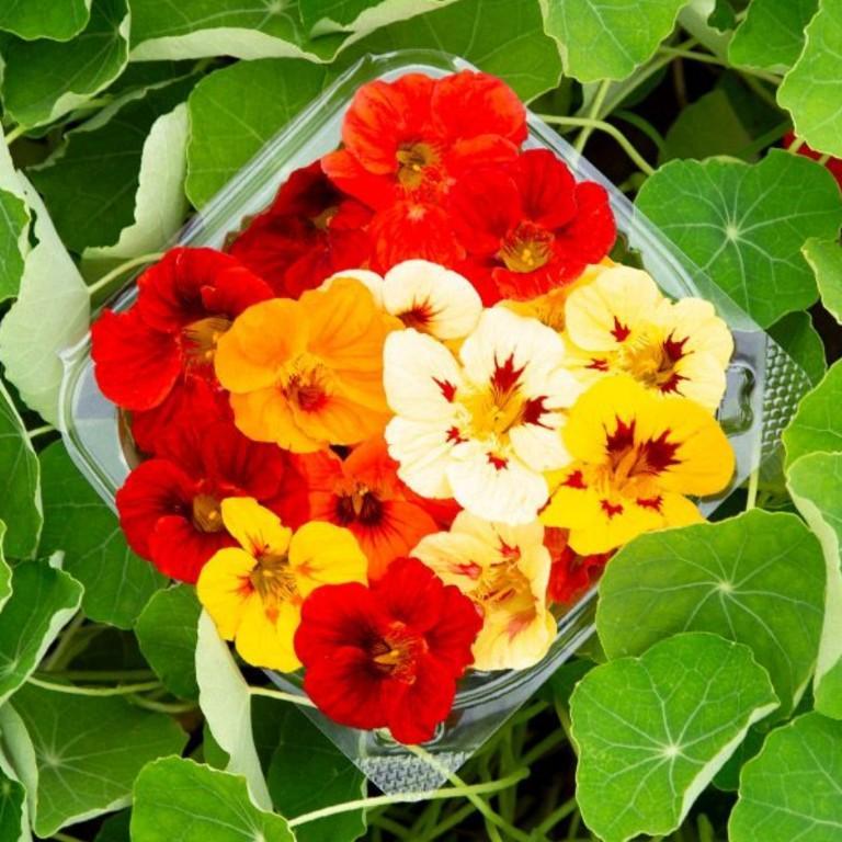Semillas de flores en Los Minas - Imagen 2