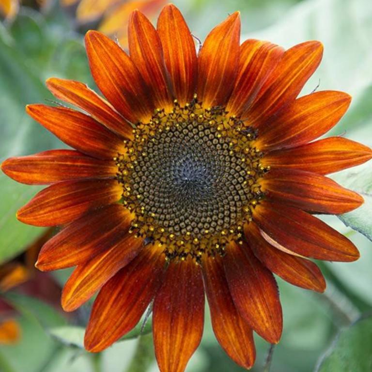 Semillas de flores en Los Minas - Imagen 5