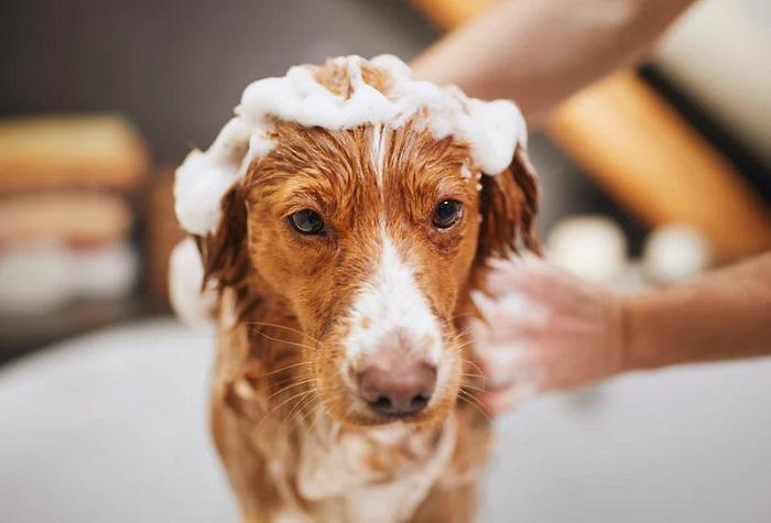 Give Your Pet a Premium Hair Conditioning Service In Goa in Panaji - Image 2