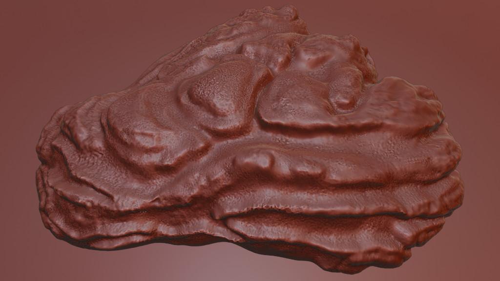 Oyster Shell Vol. 8 – High-Detail 3D Printable Model in India - Image 4