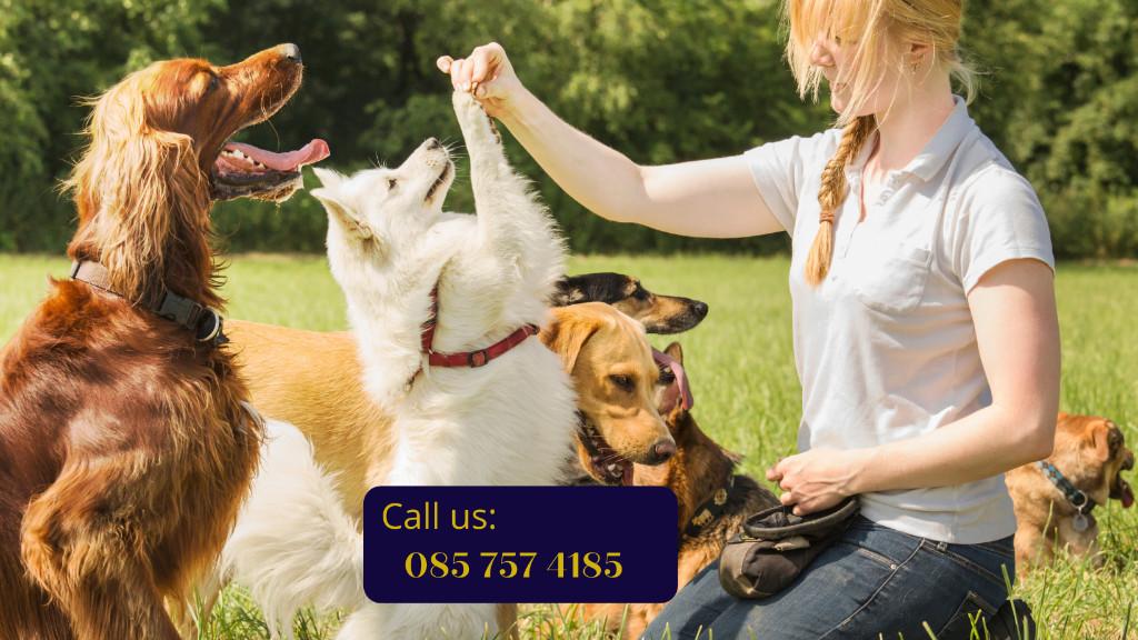 Dog Trainer & Canine Behaviourist - In Person & Virtual/Online in Westport - Image 4