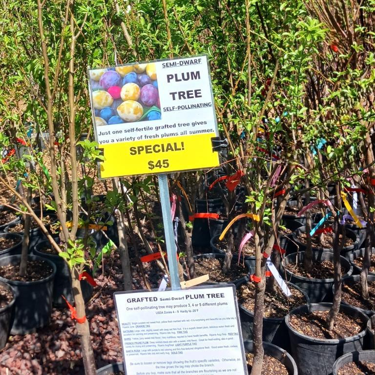 COMBINATION PLUM TREE CLEARANCE! in Gresham - Image 1