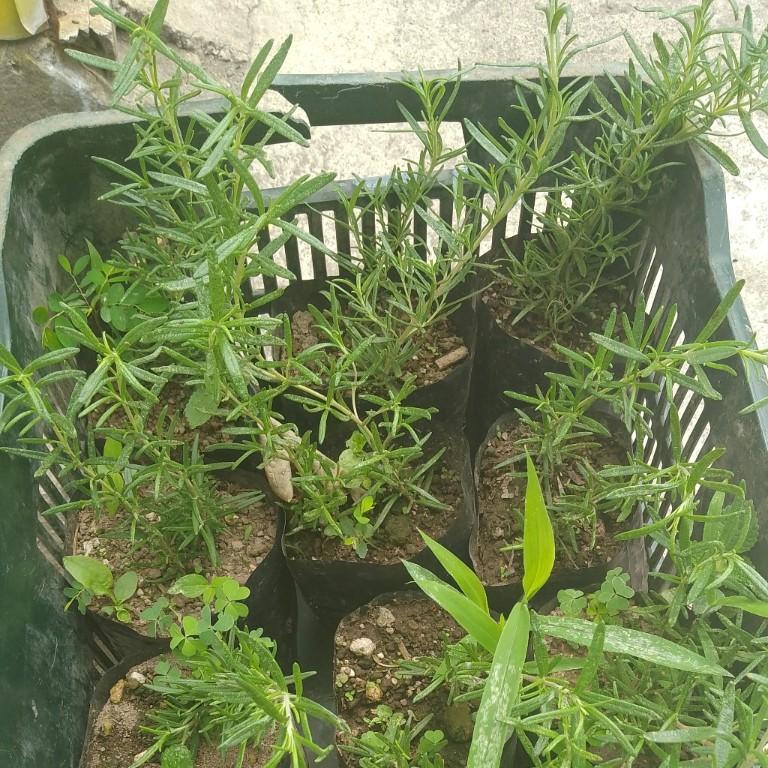 Hola vendo Matítas de Romero a 1 en San José Villanueva - Imagen 1