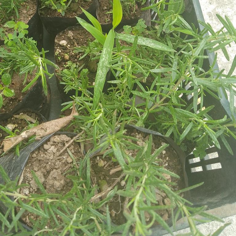 Hola vendo Matítas de Romero a 1 en San José Villanueva - Imagen 2