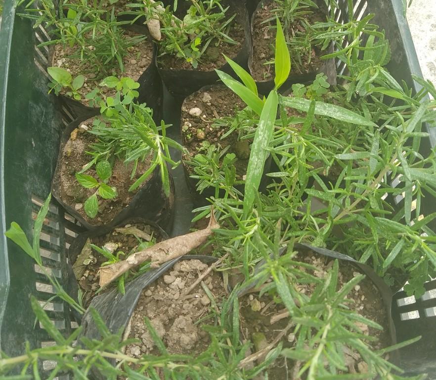 Hola vendo Matítas de Romero a 1 en San José Villanueva - Imagen 3