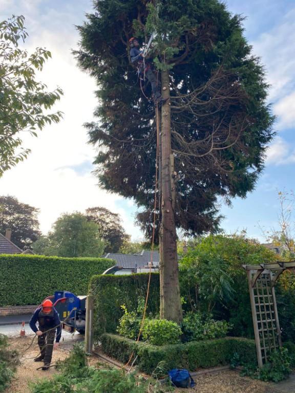 Calder Tree Services Limited in United Kingdom - Image 3